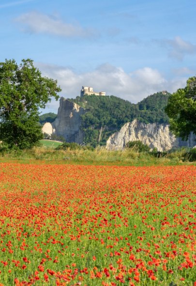 Campo di papaveri con castello su collina in lontananza, cielo sereno.